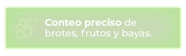 Conteo preciso de brotes, frutos y bayas